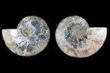 Agate Replaced Ammonite Fossil - Madagascar #166907-1